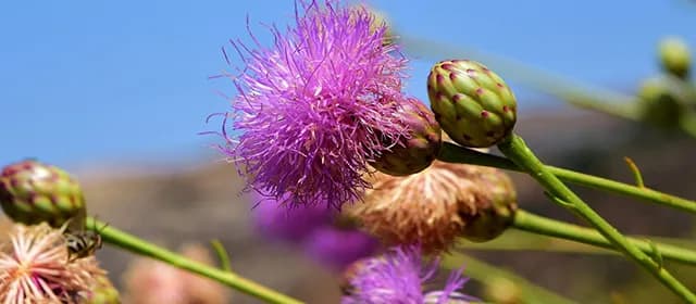 How Global Regulatory Trends Impact the Milk Thistle Industry in 2025 How Global Regulatory Trends Impact the Milk Thistle Industry in 2025